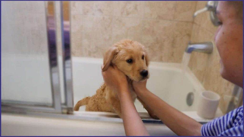 How Often Should Retrievers Be Bathed