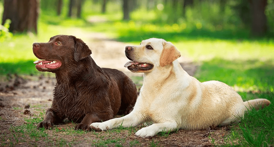 How do Labradors Show Affection