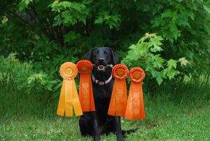 Read more about the article How to Become an AKC Hunt Test Judge? (All Steps Covered)