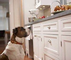 Read more about the article How to Stop Your Dog From Stealing Your Food?