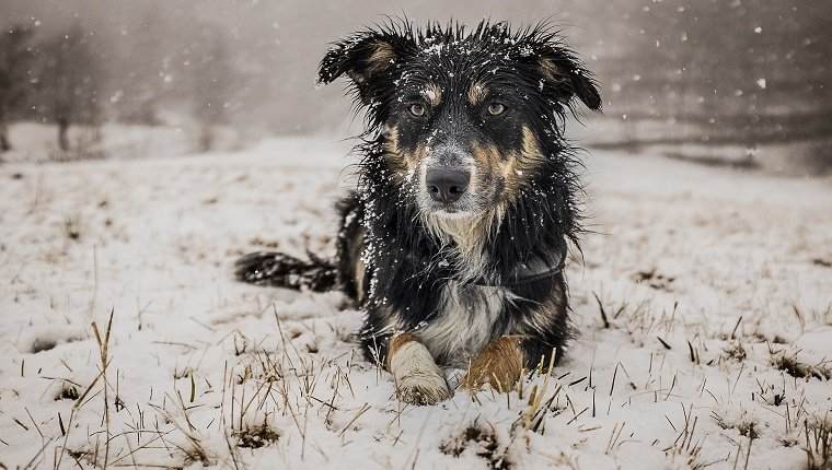 Hypothermia﻿ in dogs