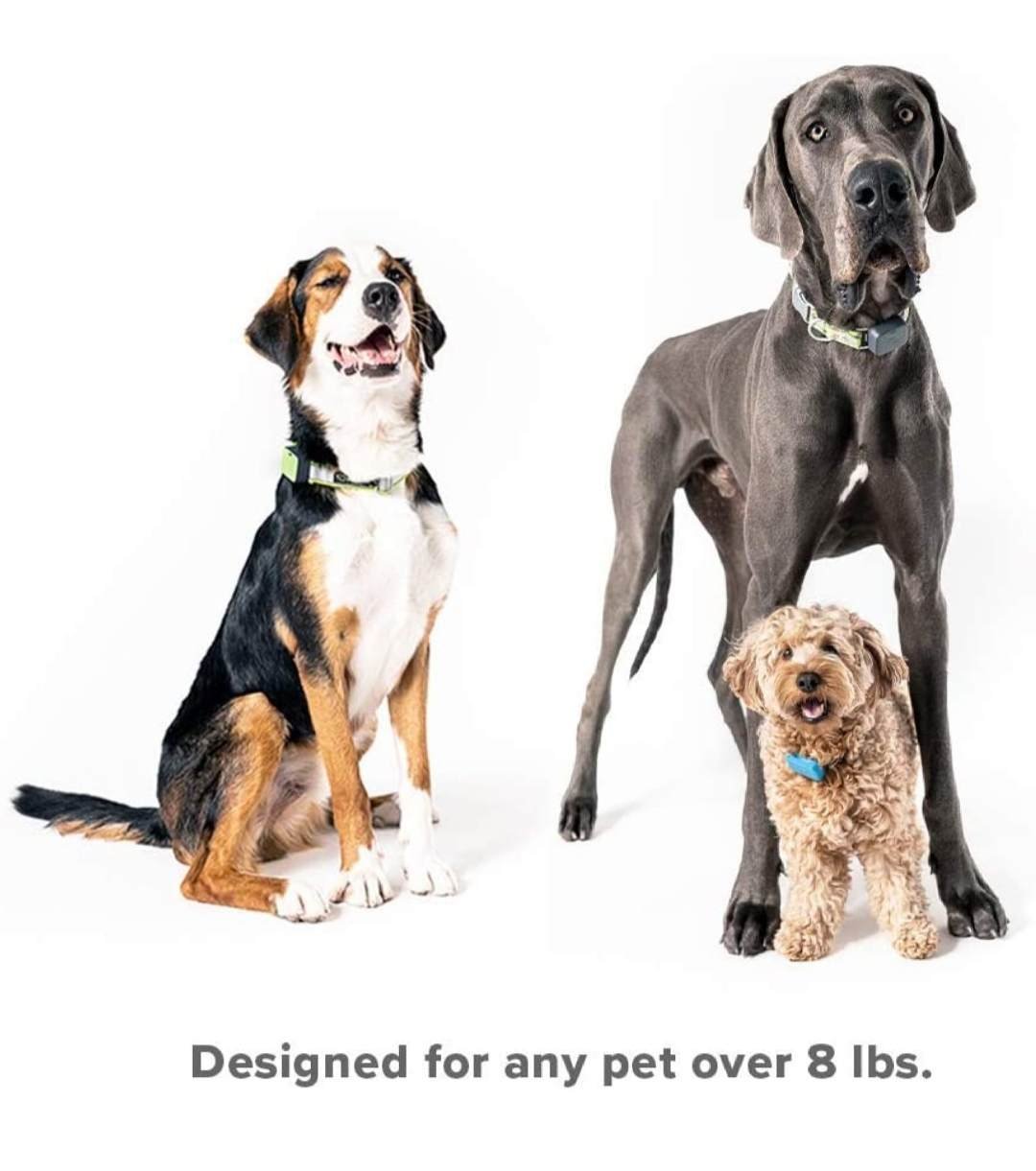 Best Dog Activity Monitors (These 4 Are a Must!)