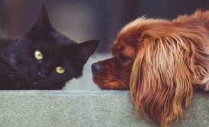 Read more about the article How Do I Introduce a Puppy to a Cat