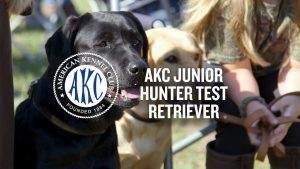 Read more about the article Junior Hunt Test Questions and Answers