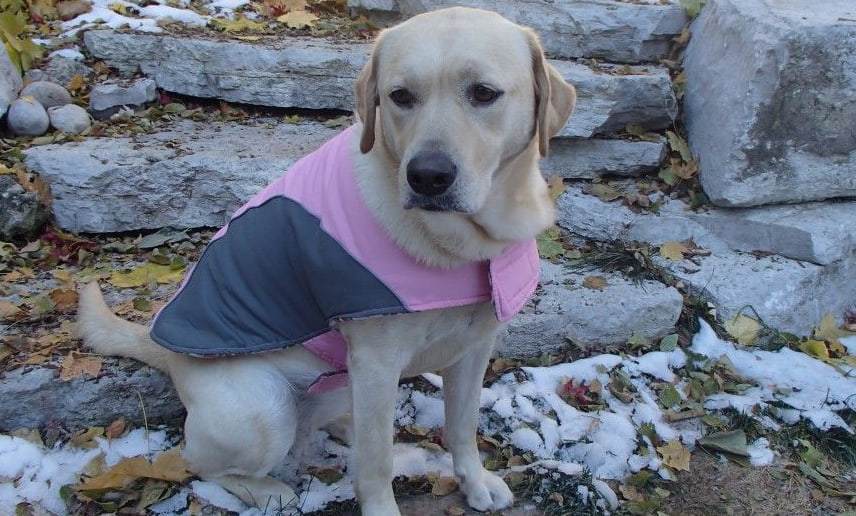 Keep a Labrador Warm in the Winter
