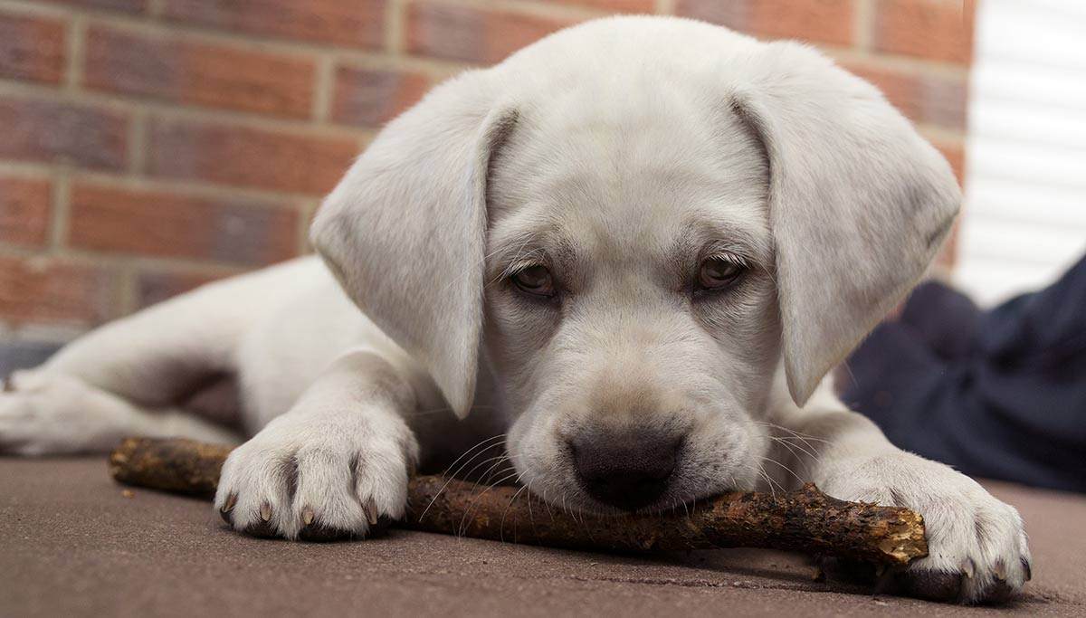 at what age do lab puppies calm down