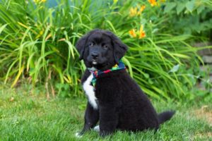 Read more about the article Labernese Dog Breed Information, Characteristics & Facts