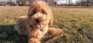 Read more about the article Do Labradoodles Shed?