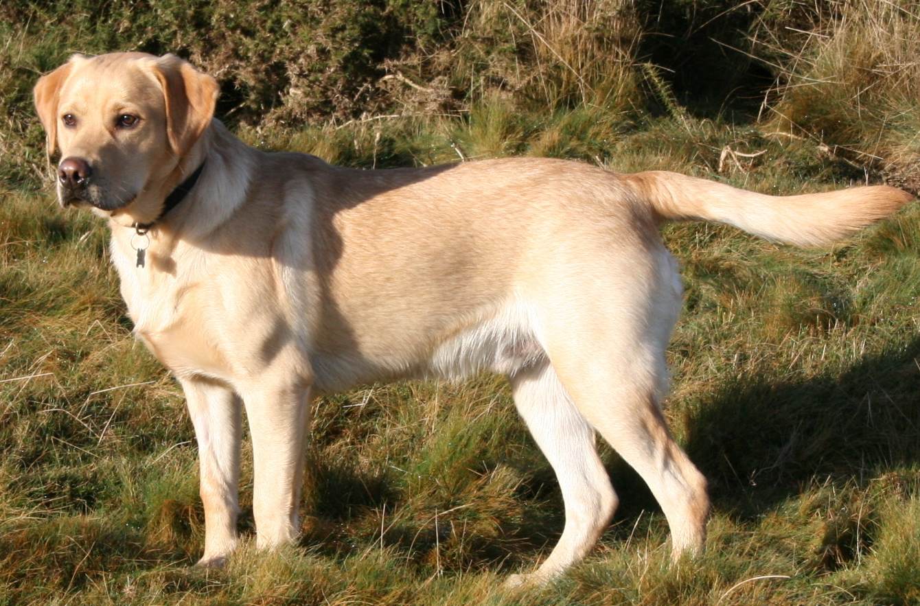 You are currently viewing Can Labrador Dogs See Color?