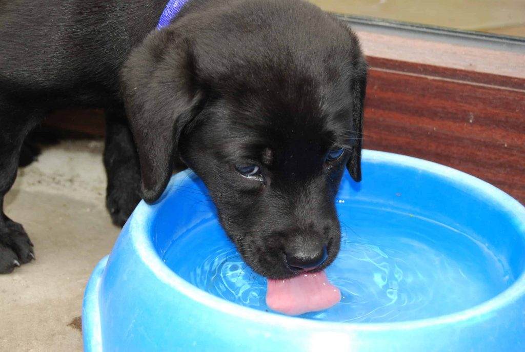 Labrador Drinking Water