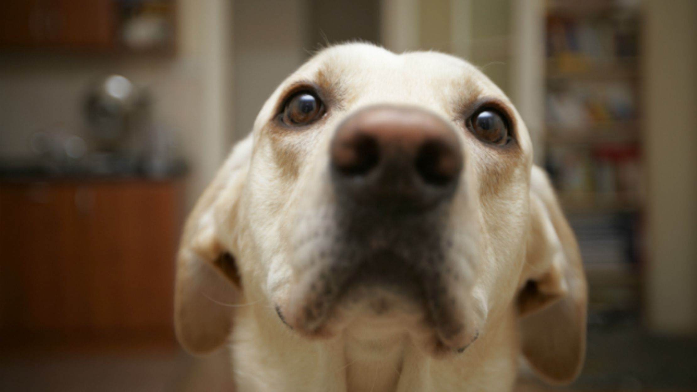 Read more about the article Why Do Labradors Drool?