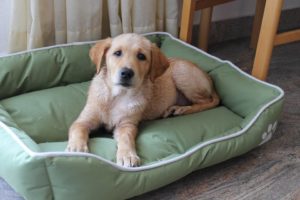 Read more about the article Labrador Puppy Beds and Bedding Tips