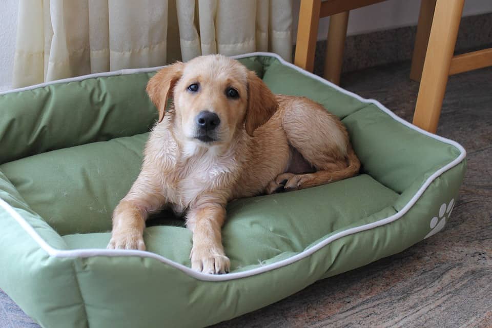 Labrador Puppy Beds