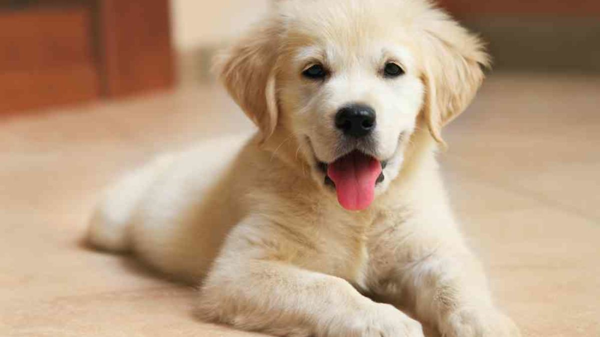 What Does A Labrador Retriever Cost Per Year And Total Cost Of Ownership