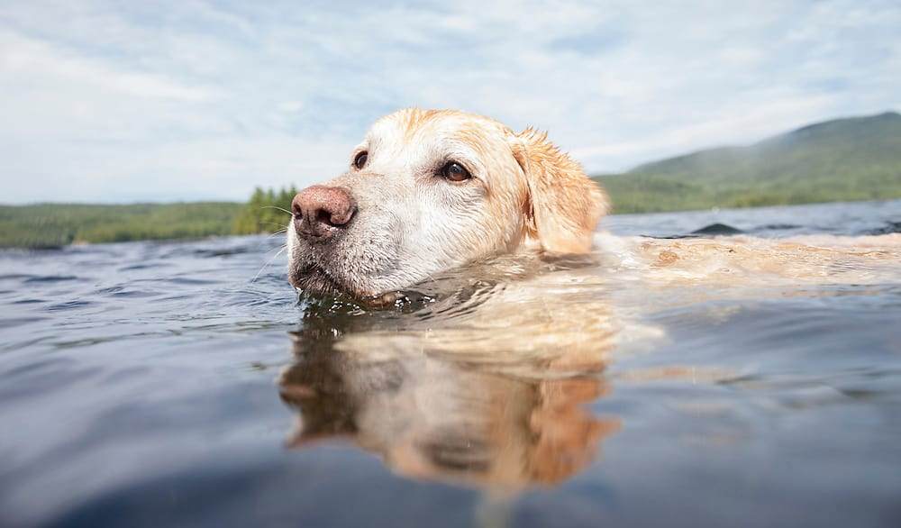 Labrador Retriever Swim