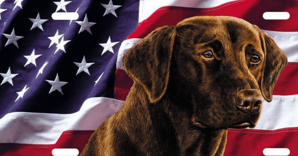 Labrador Retriever in America