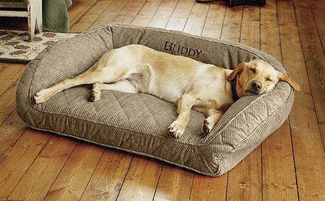 Labrador Retriever on Dog Bed