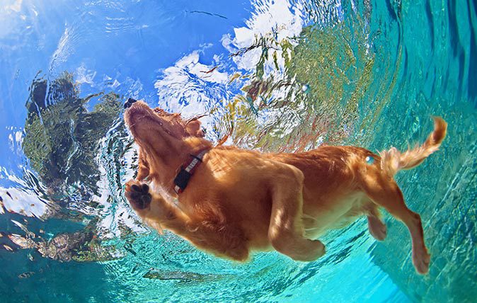 Labrador Retriever to Swim