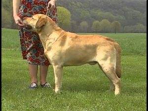 Read more about the article How To Adopt a Labrador Retriever (and Rescue Properly)