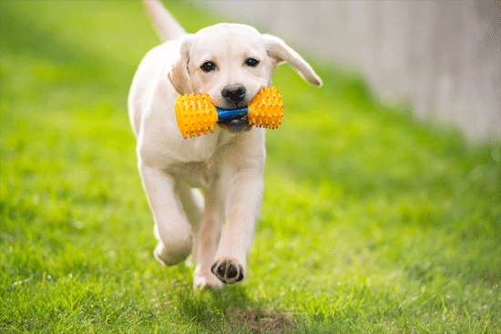 25 Important Labrador Training Tips