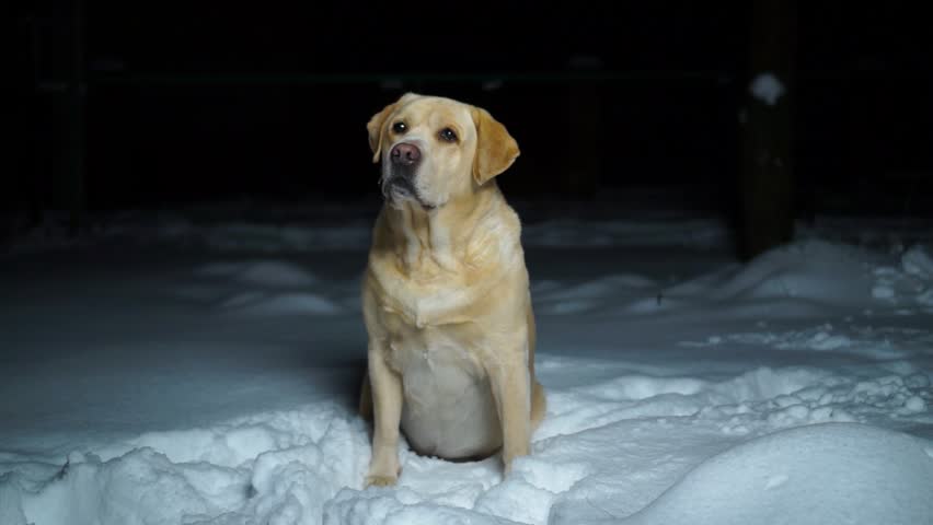 Labrador Winter Night