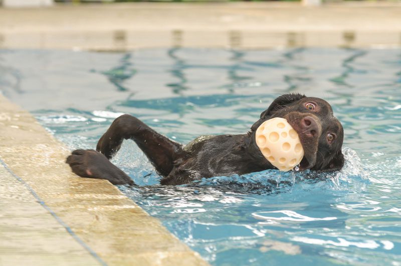 Labrador Wont Swim