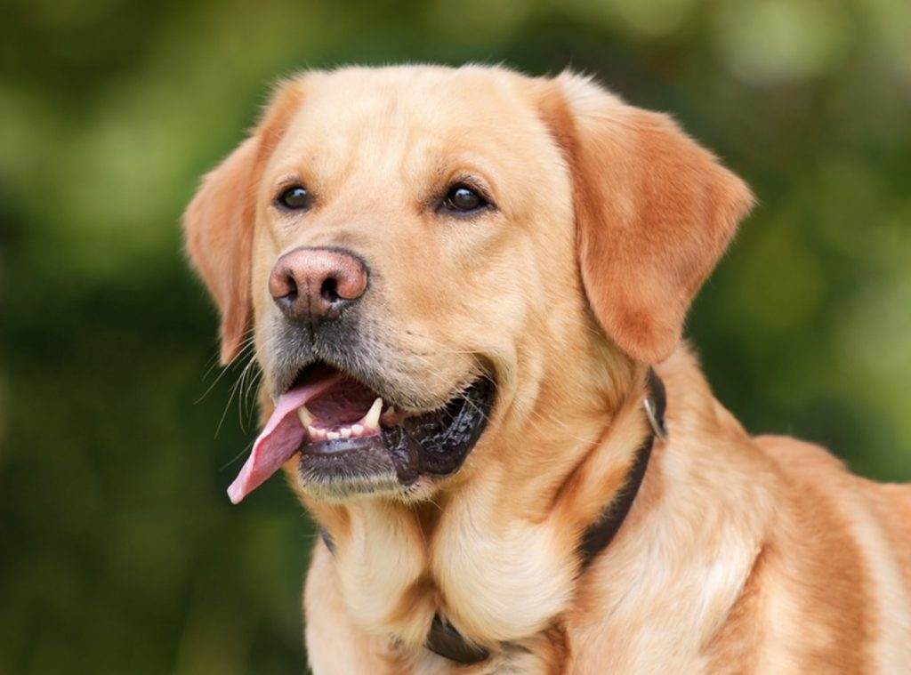 Labrador as Guard Dog