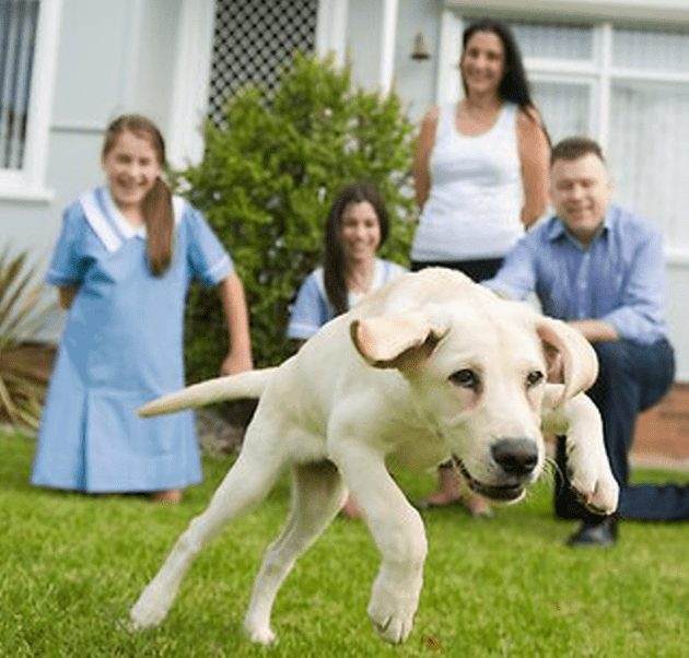 Labrador puppy in family