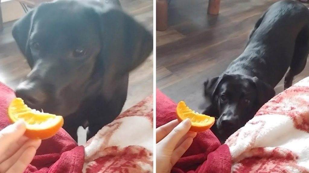 Labradors Eat Oranges