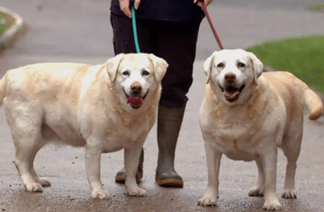 Read more about the article Why Do Labradors Get Fat?