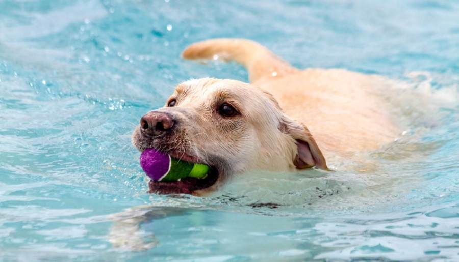 Labradors Love Water