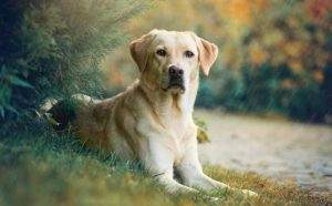 Read more about the article When Should Labradors Stop Breeding