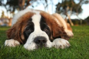 Read more about the article 15 Best Large Breed Puppy Food