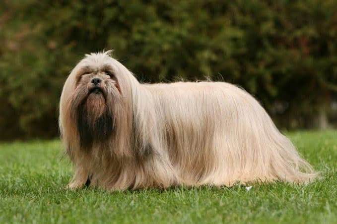 Lhasa Apso 