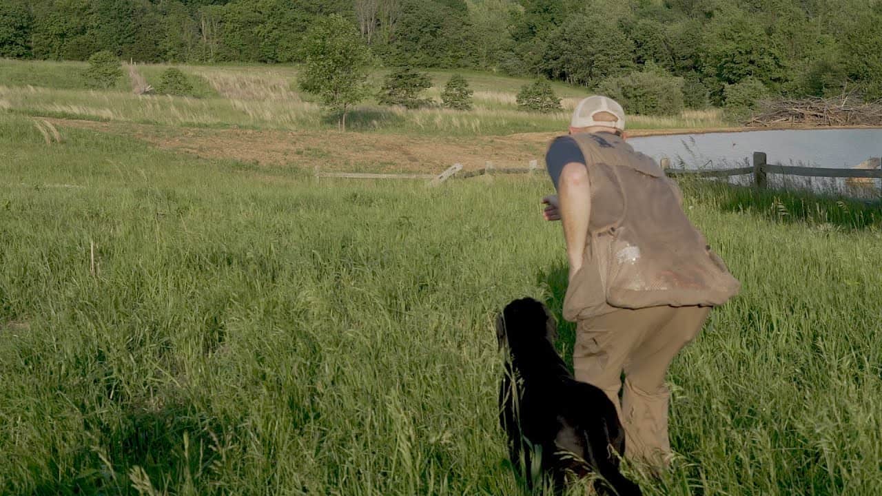 Read more about the article How to Train Lining Drills to Retrievers?