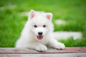 Read more about the article Male Dog Names Beginning With D