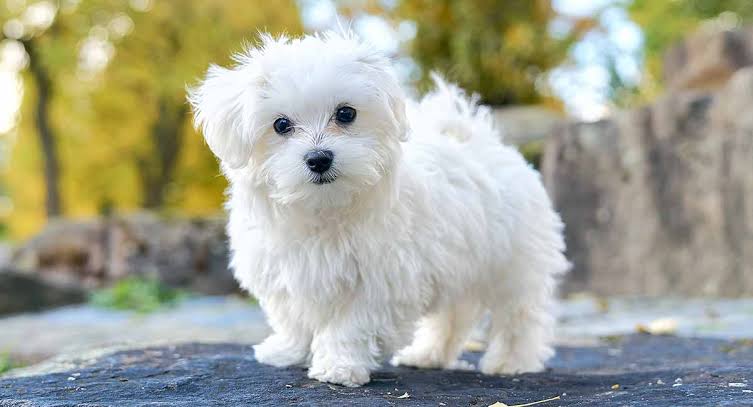 Maltese 