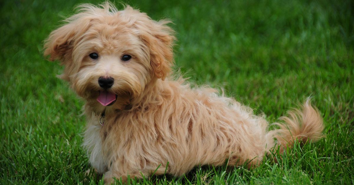 Maltipoo Dog