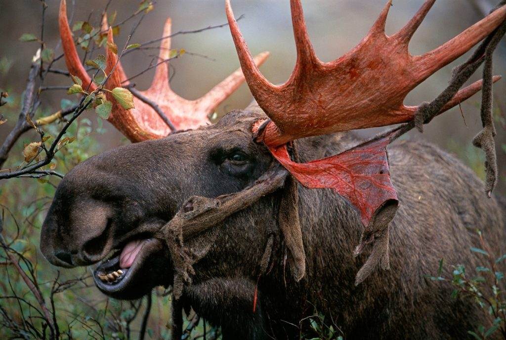 Moose Shed Their Antlers