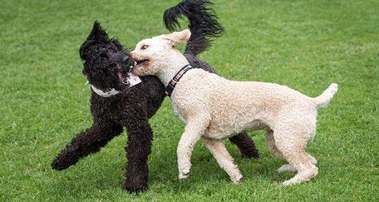 how-to-calm-down-an-over-excited-puppy