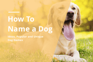 Read more about the article Best List of Dog Names Starting with Letter V