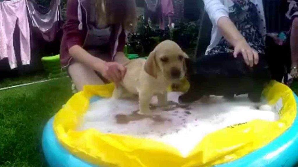 Places To Wash Your Golden  Retriever Dog