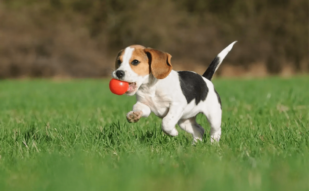 Play Fetch With Your Puppy