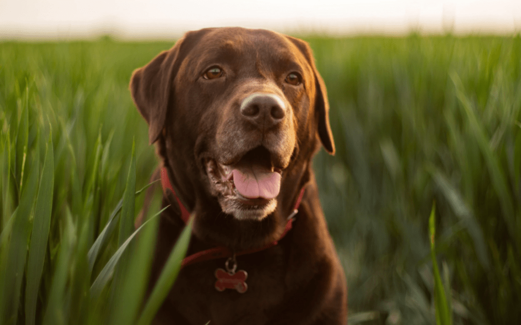 Problems With Labradors