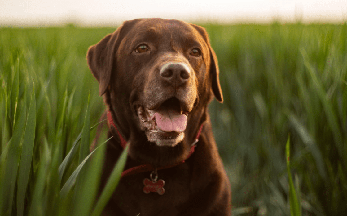 Read more about the article What are the Most Common Problems With Labradors