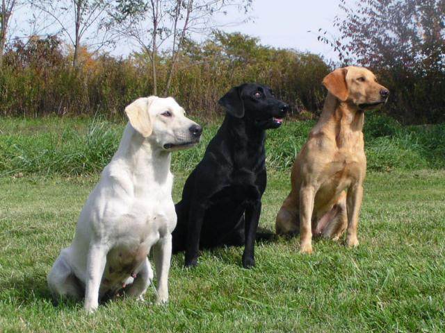 Pros and Cons to Pointing Labradors