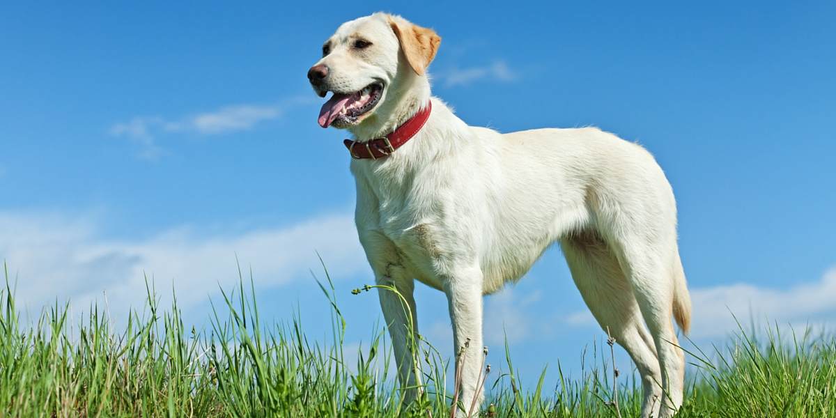 Read more about the article Pyometra in Labrador Retrievers