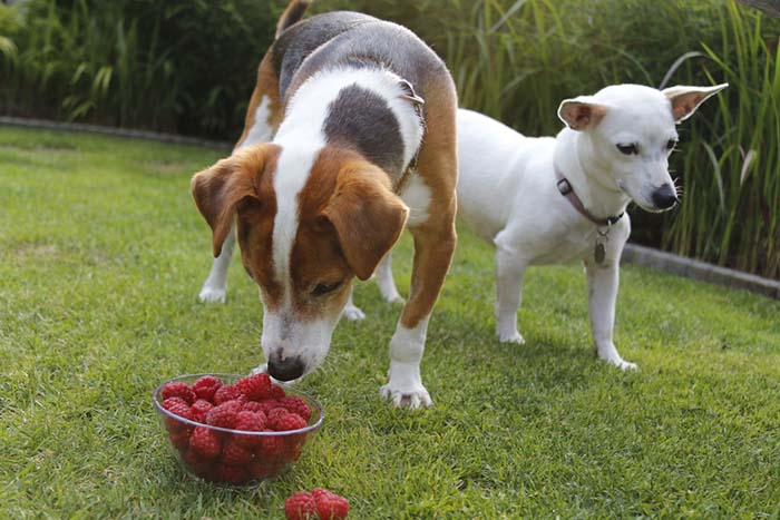 Raspberries for Dogs