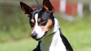 Read more about the article Rat Terrier Dog Breed Information and Pictures