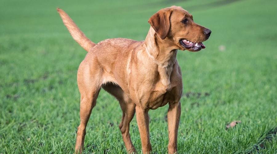 A Guide To The Fox Red Labrador Retriever Inspire Dogs